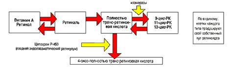 Важность Йодомарина и его взаимодействие с другими питательными веществами