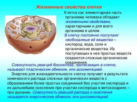 Важность азотных соединений для жизнедеятельности человеческого организма