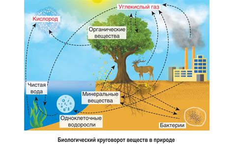 Важность веществ в жизнедеятельности организмов