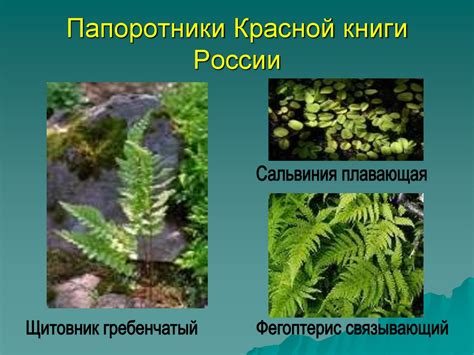 Важность внутреннего питания: роль корней в обеспечении жизнедеятельности папоротников