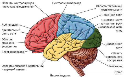 Важность возникновения и эволюции сивого маргинирующего слоя в структуре головного мозга