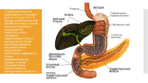 Важность желудка в процессе обработки пищи