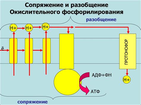 Важность окислительного фосфорилирования