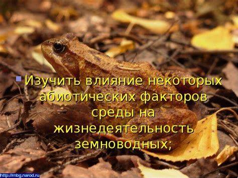 Важность освещения для амфибий: влияние светового режима на жизнедеятельность земноводных