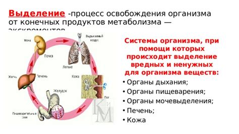 Важность очищения крови от вредных веществ и избыточного метаболизма