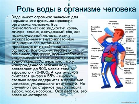 Важность поддержания достаточного уровня воды в организме во время активной ходьбы