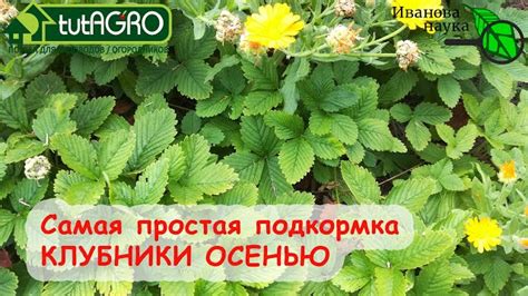 Важность подкормки после осенней обрезки: почему это так актуально?