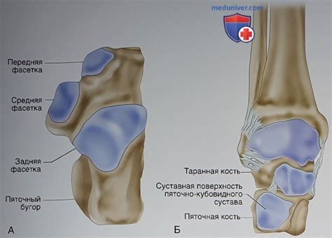 Важность пяточной кости для сохранения вертикальной позы тела