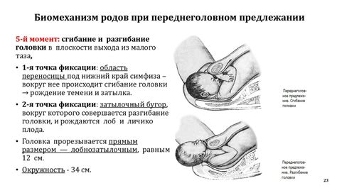 Важность расположения и позиции диафрагмы при головном предлежании и ее влияние на возникновение икоты