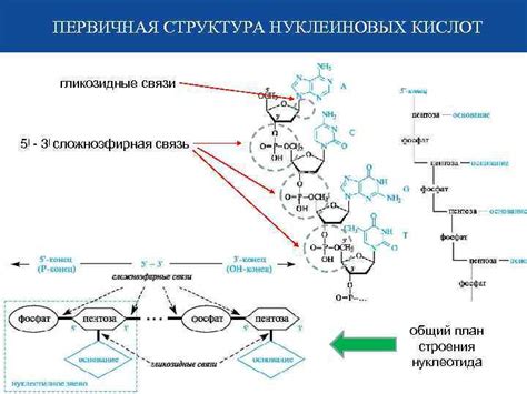 Важность синтеза молекул мРНК