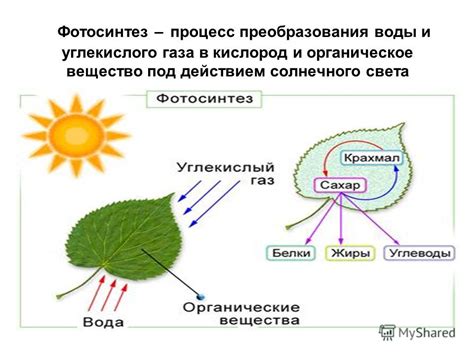 Важность солнечного света в фотосинтезе и активном росте огурцов