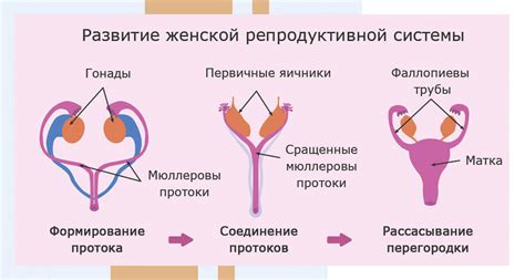 Важность состояния здоровья тазового нерва для функционирования женской репродуктивной системы