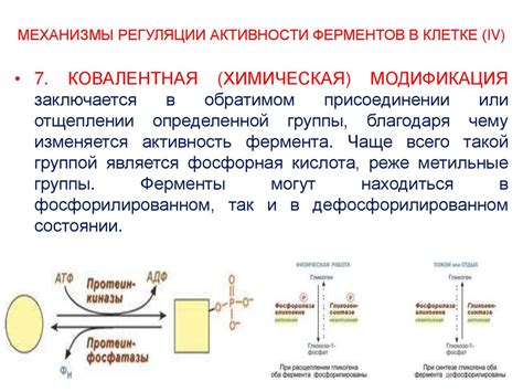 Важность ферментов в процессе разложения полимерных соединений