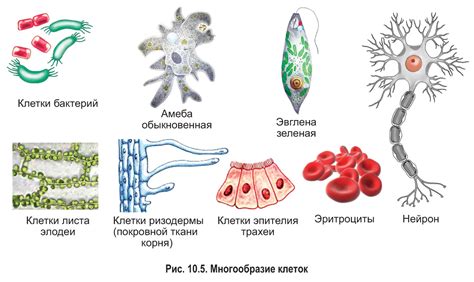 Важность функций и роли клеток спирогиры и растений в организме