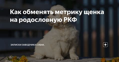 Важные аспекты обмена метрики на родословную щенка