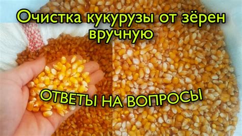 Важные моменты о добавлении соды при приготовлении кукурузы: вопросы и ответы