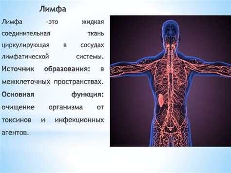 Важные функции узлов лимфатической системы на нижних конечностях