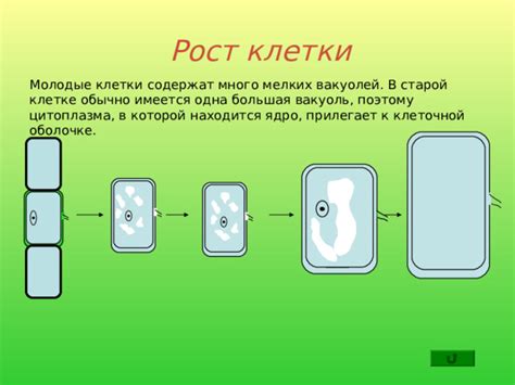 Вакуоль: запасной резерв клетки