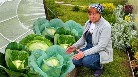 Вакуумная фасовка: идеальный вариант для свежести кислой капусты?