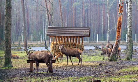 Вдохновляющий природный парк Беловежская пуща