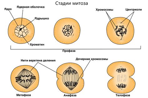 Веретено деления: зачем оно нужно и как функционирует в клетке?