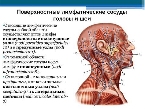 Верхняя часть головы: функции и распределение узлов лимфатической системы