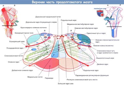 Верхушечные пути: расположение и функции