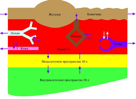 Взаимодействие "Креона" и "Урсосана" в организме: механизмы их действия