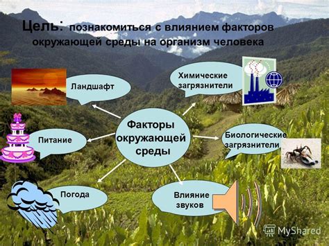 Взаимодействие компонентов в организме и воздействие на благополучие организма