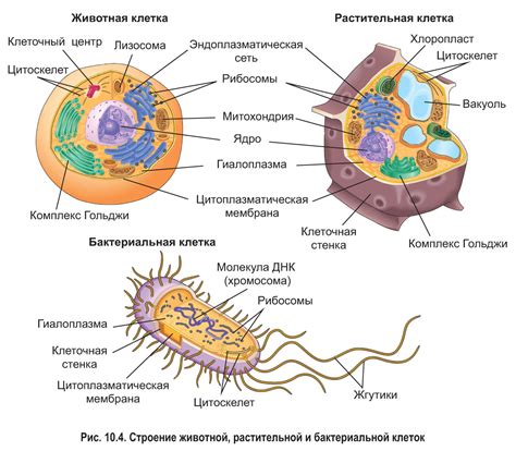 Взаимодействие межклеточного соединения с местом и структурой внутри клетки