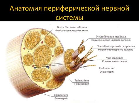 Взаимодействие мозга и периферических нервов: гармоничная работа внутренней системы