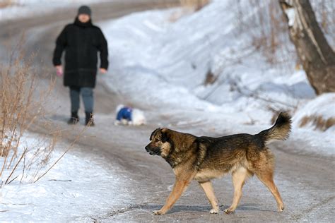 Взаимодействие окружающей среды с бездомными собаками: проблемы и вызовы