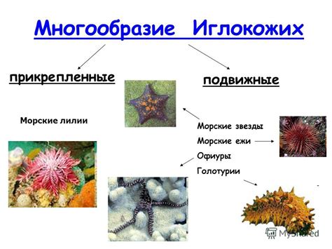 Взаимодействие плотоядных и иглокожих: особенности сосуществования