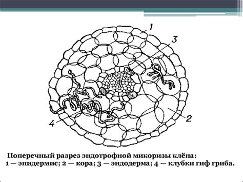 Взаимодействие подтопольника и грибов