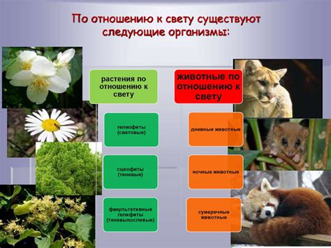 Взаимодействие растений и животных: особенности взаимоотношений