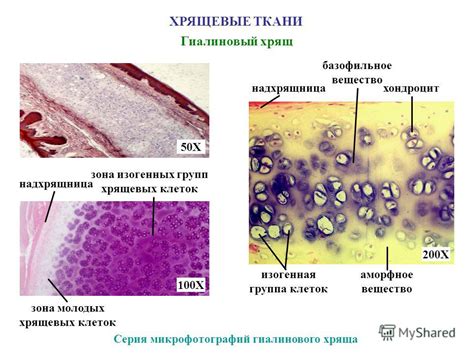 Взаимодействие хрящевых клеток и клеток, отвечающих за формирование костной ткани, в процессе образования костей длинного скелета