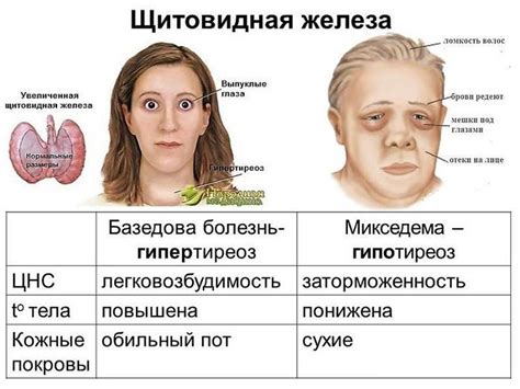 Взаимодействие щитовидной железы с другими органами