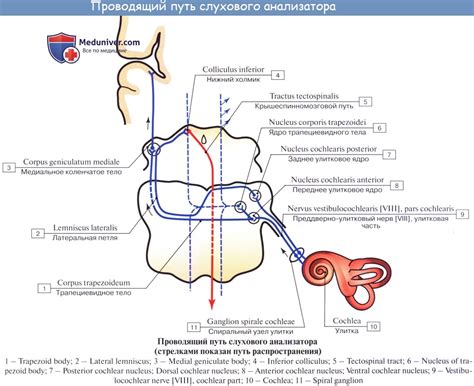 Взаимодействие эпителиальных клеток: суть и значение в функционировании слухового органа