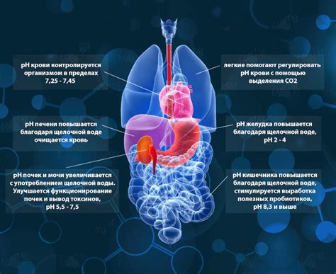 Взаимосвязь антибиотиков и состояния бактериального равновесия в организме