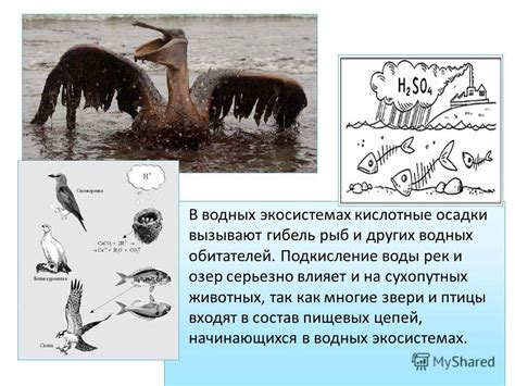 Взаимосвязь атмосферного давления и поведения животных в водных экосистемах