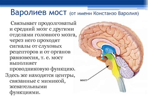 Взаимосвязь гипоталамуса с другими отделами головного мозга