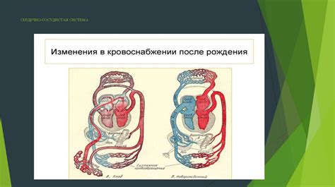 Взаимосвязь диафрагмы и сердечно-сосудистой системы: значение в кровообращении