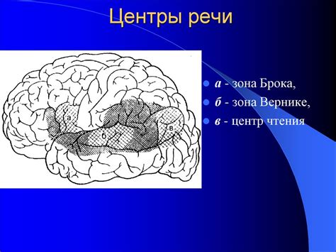 Взаимосвязь зоны вернике и двигательных навыков