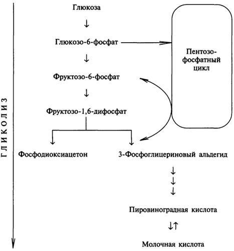 Взаимосвязь кровного глюкозы и репродуктивного здоровья