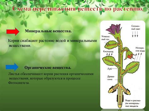 Взаимосвязь между местом образования и утилизации питательных компонентов у растений, проявляющих раннее цветение