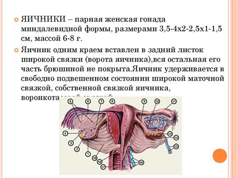 Взаимосвязь между нервными путями и внутренними органами у женского организма