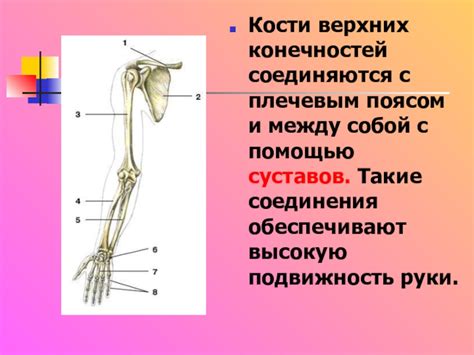 Взаимосвязь между плечевым поясом и позвоночником