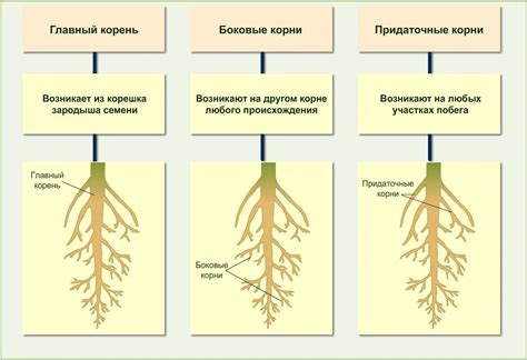 Взаимосвязь между размещением корневой системы растений и характеристиками почвы