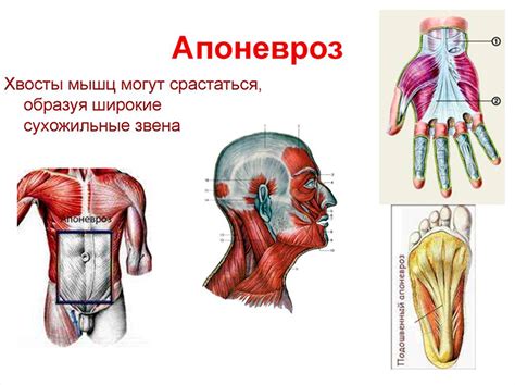 Взаимосвязь между утягиванием брюшной стенки и восстановлением функции