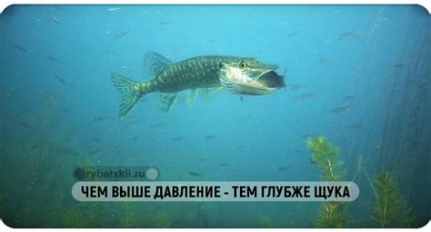 Взаимосвязь погодных условий, атмосферного давления и активности щуки в осенний период